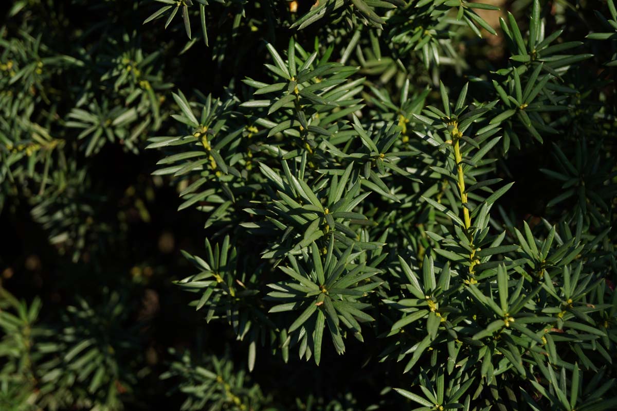Taxus media 'Hicksii' meerstammig / struik