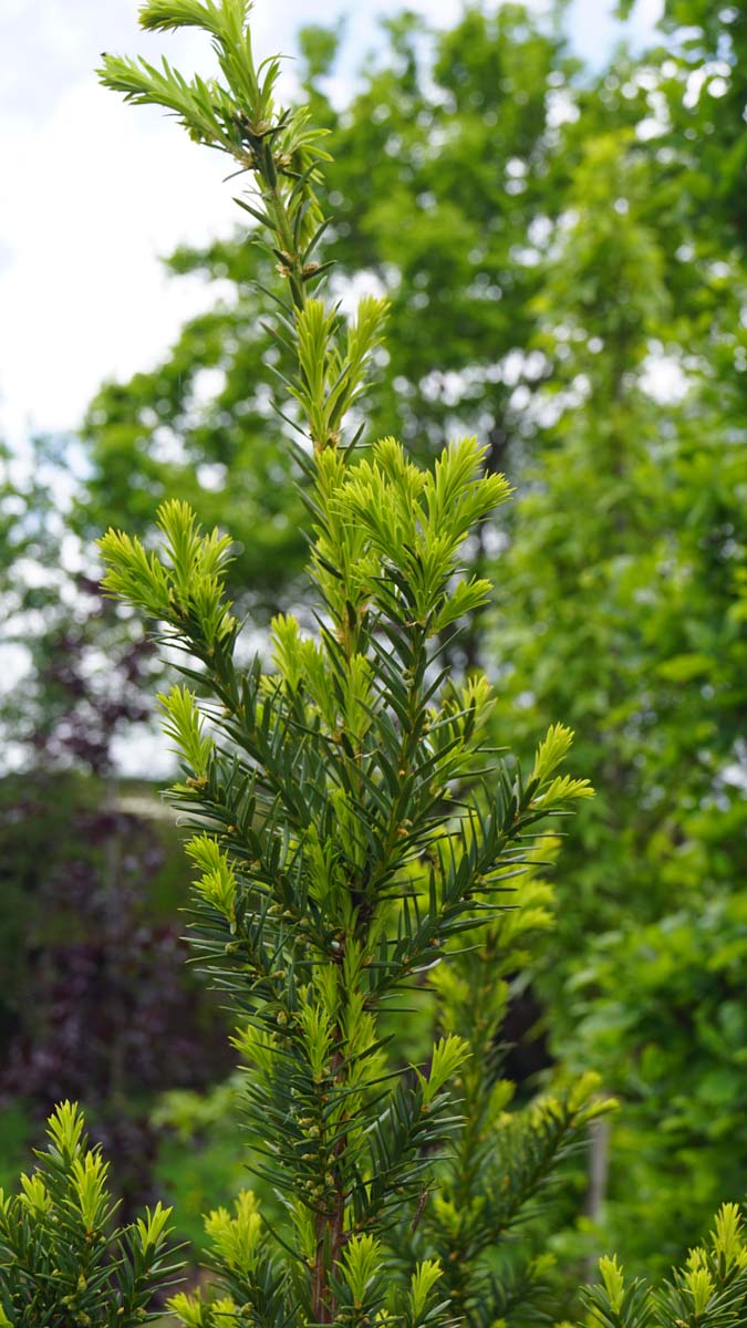 Taxus media 'Hicksii' Tuinplanten