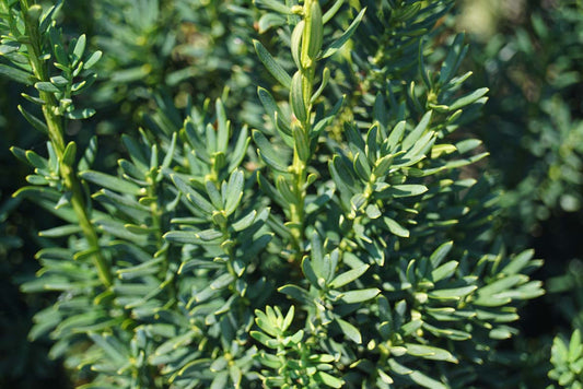 Taxus media 'Hillii' meerstammig / struik naald