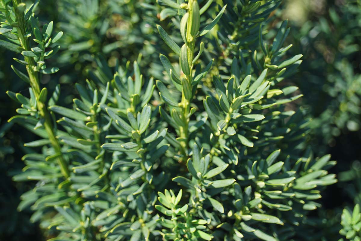 Taxus media 'Hillii' Heckenpflanze
