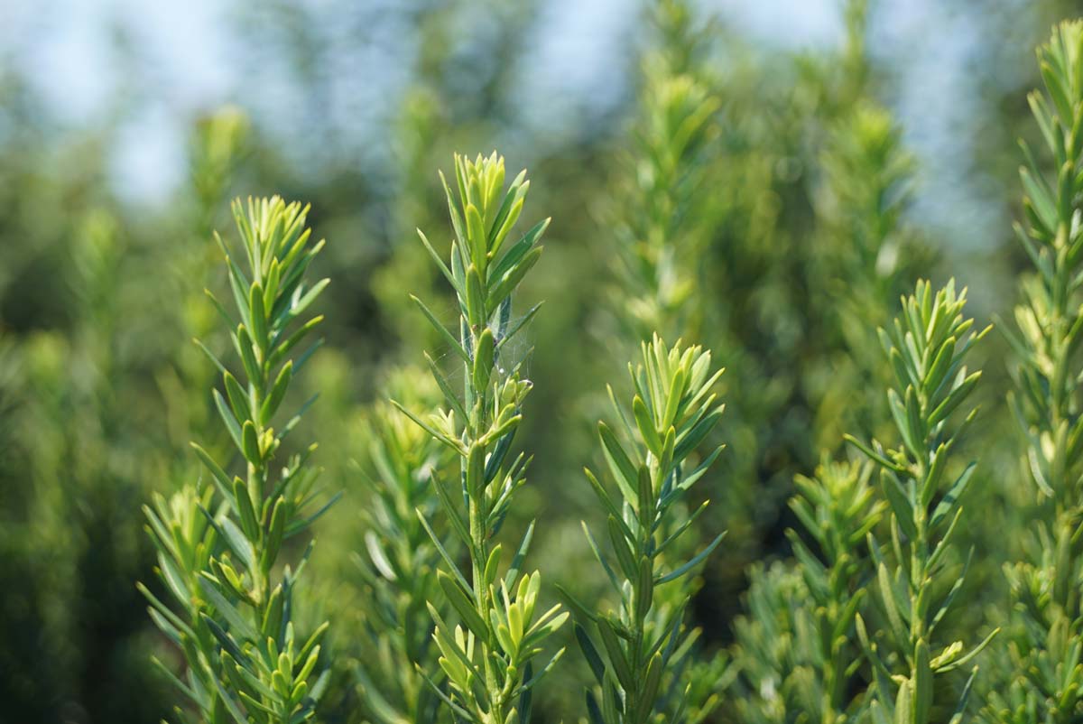 Taxus media 'Hillii' meerstammig / struik twijg