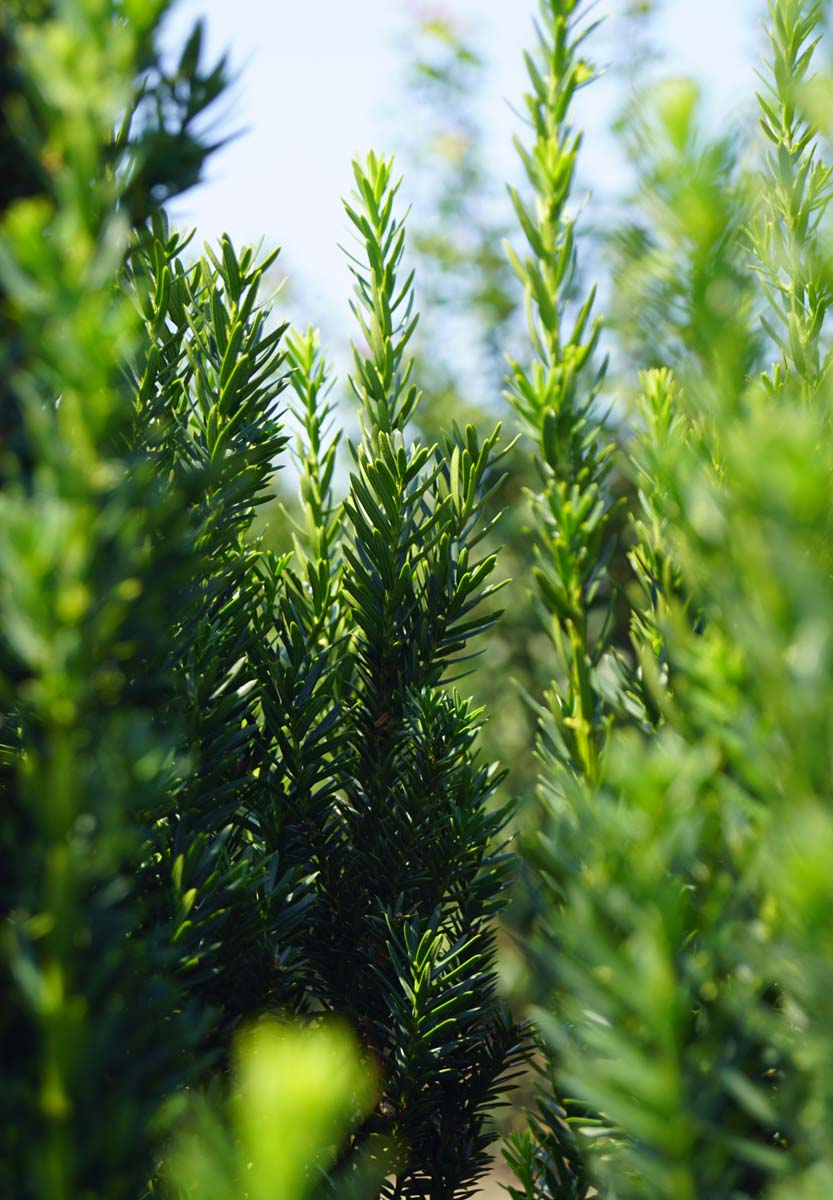 Taxus media 'Hillii' haagplant twijg