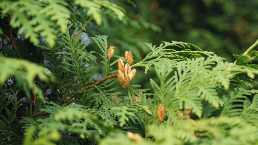 Thuja occidentalis 'Brabant' haagplant