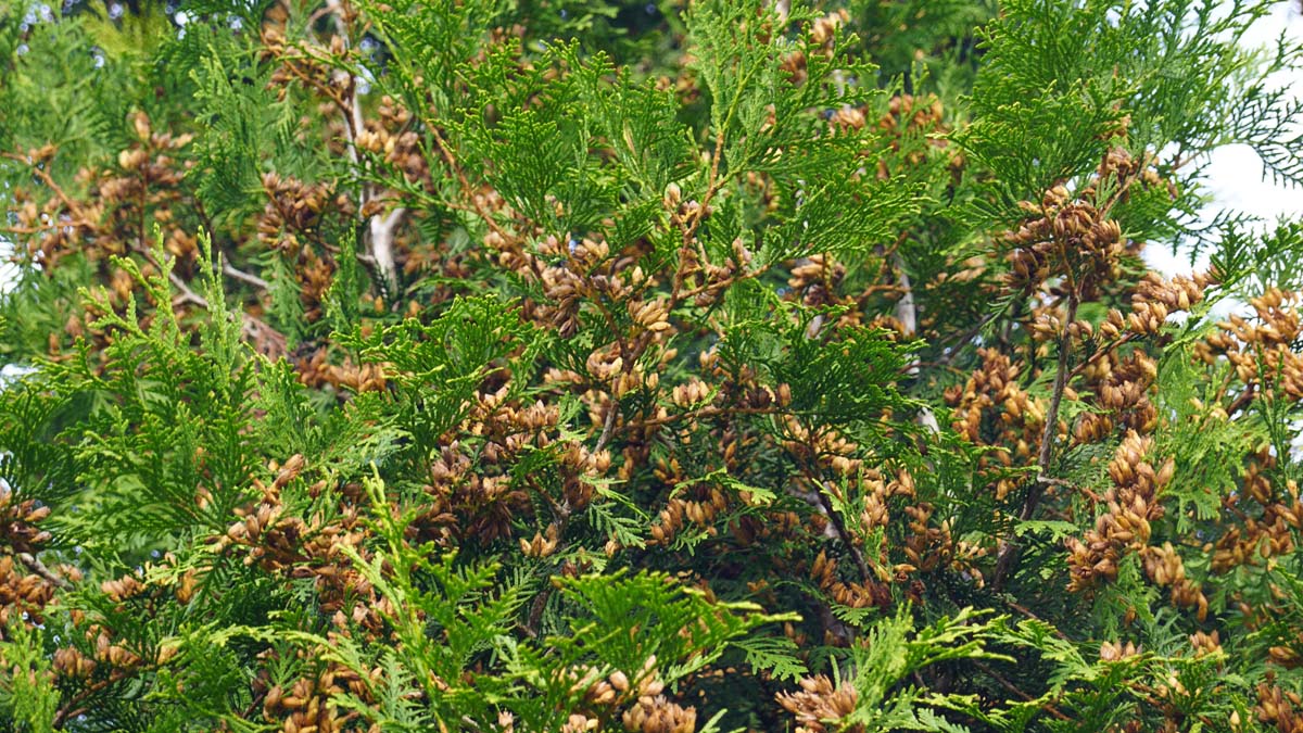 Thuja occidentalis 'Brabant' meerstammig / struik kegel