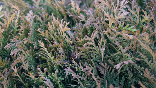 Thuja occidentalis 'Danica' Tuinplanten