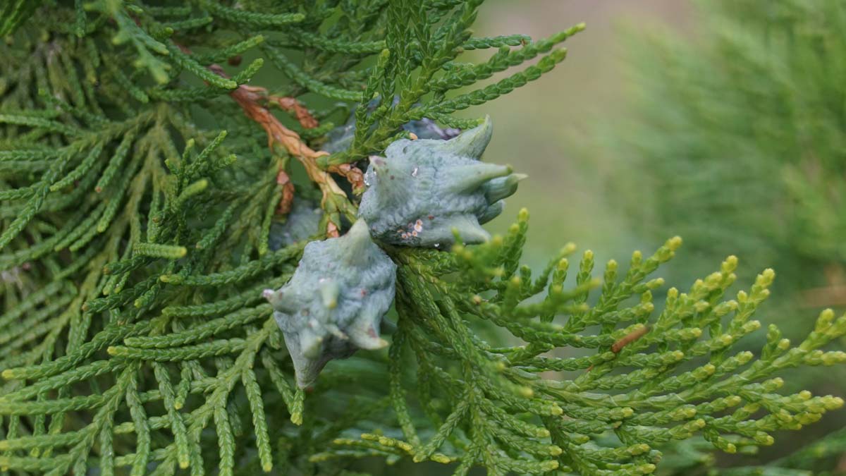 thuja occidentalis blütezeit Thuja occidentalis 'Elegantissima'