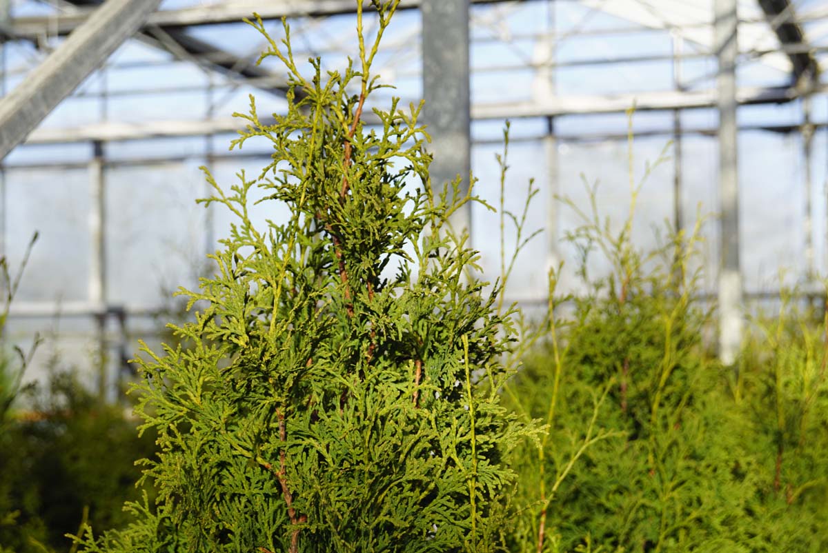 Thuja occidentalis 'Pyramidalis Compacta'