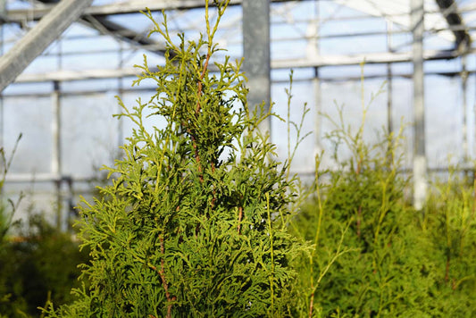 Thuja occidentalis 'Pyramidalis Compacta' Tuinplanten