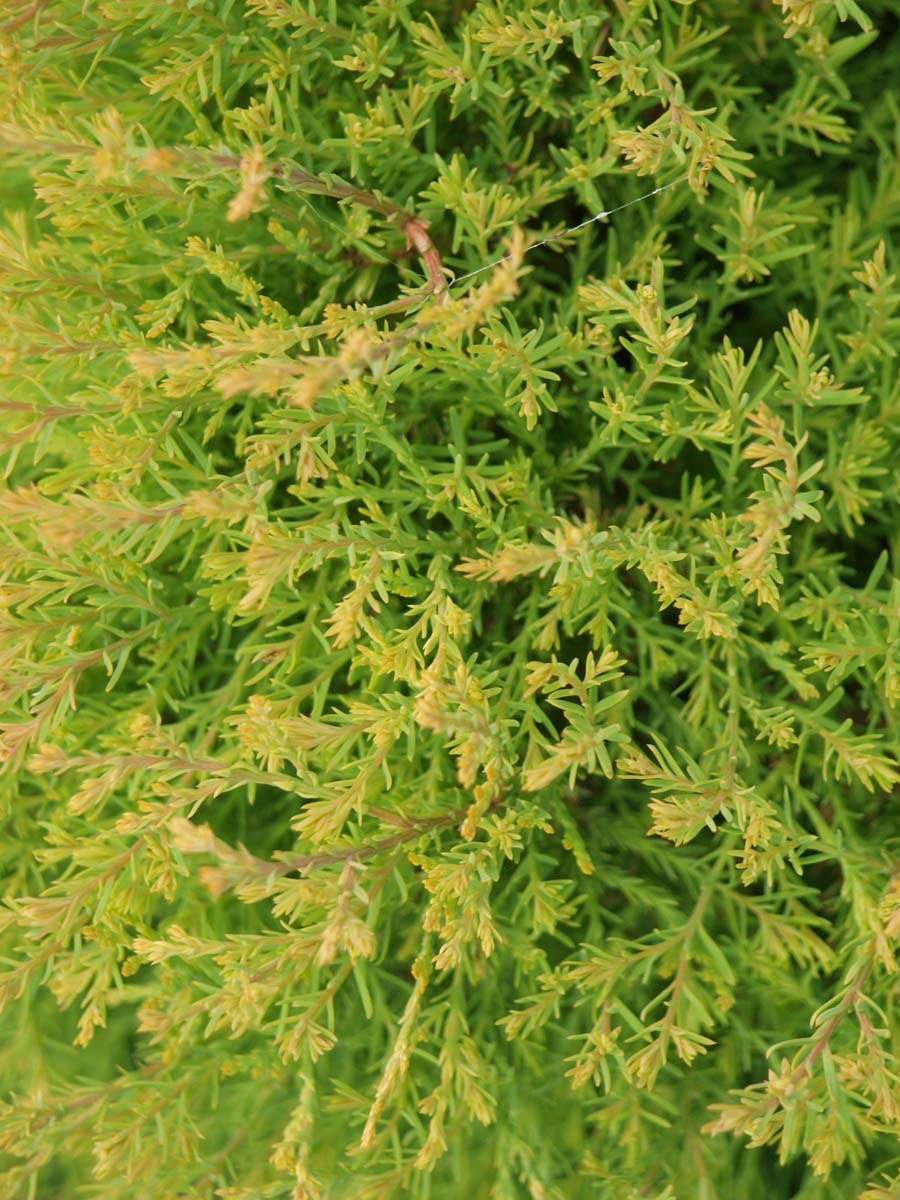 Thuja occidentalis 'Rheingold' Tuinplanten