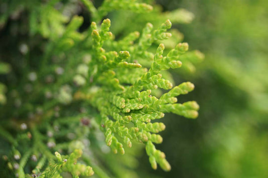 Thuja occidentalis 'Smaragd' haagplant twijg