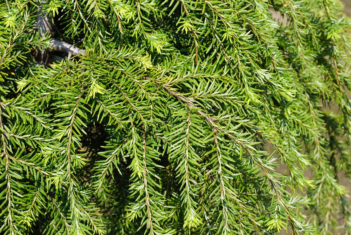 Tsuga canadensis 'Pendula' Tuinplanten