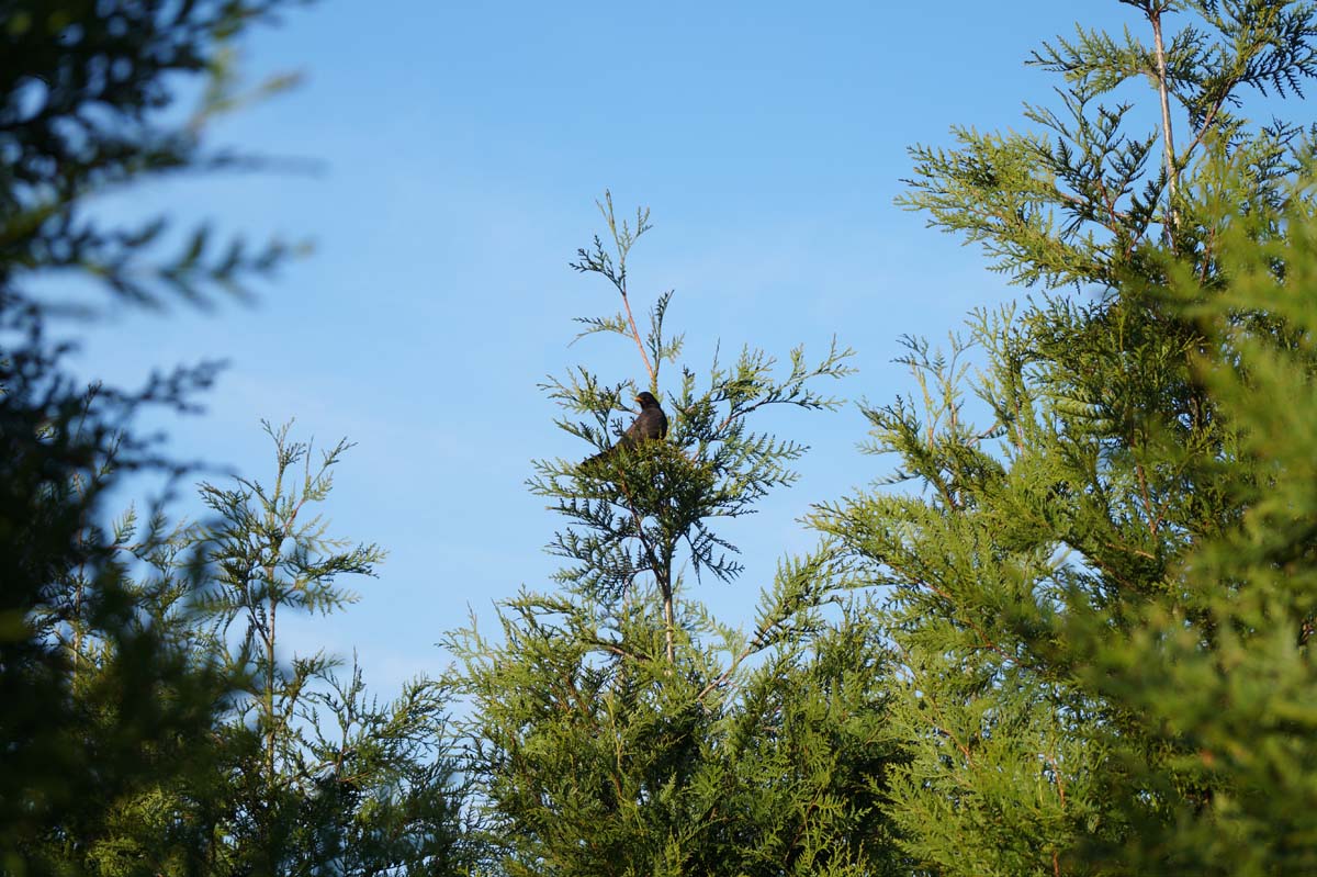 Thuja plicata 'Atrovirens' haagplant