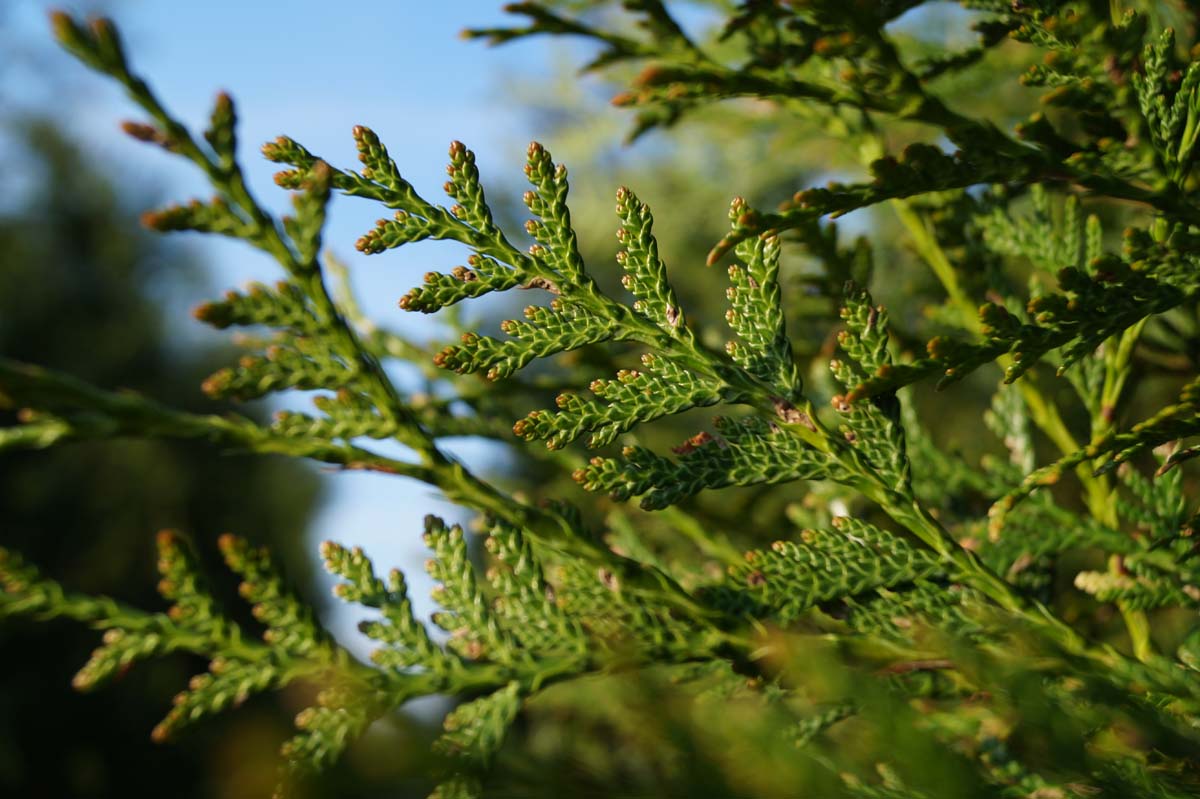 Thuja plicata 'Atrovirens' Tuinplanten
