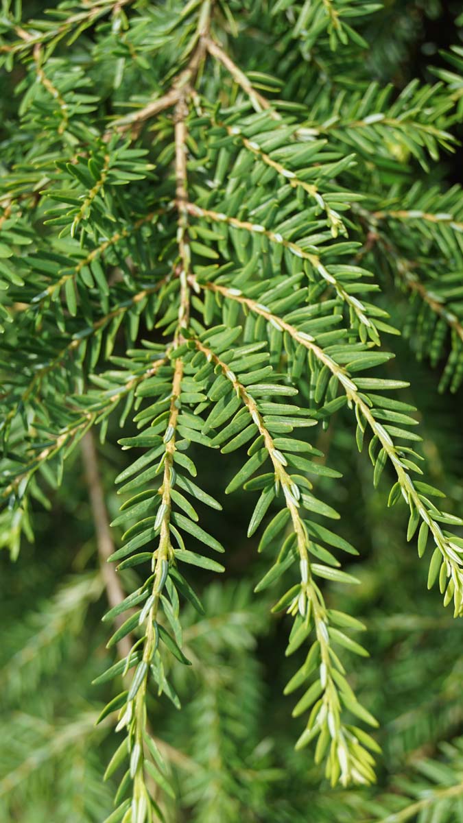 Tsuga canadensis haagplant naald