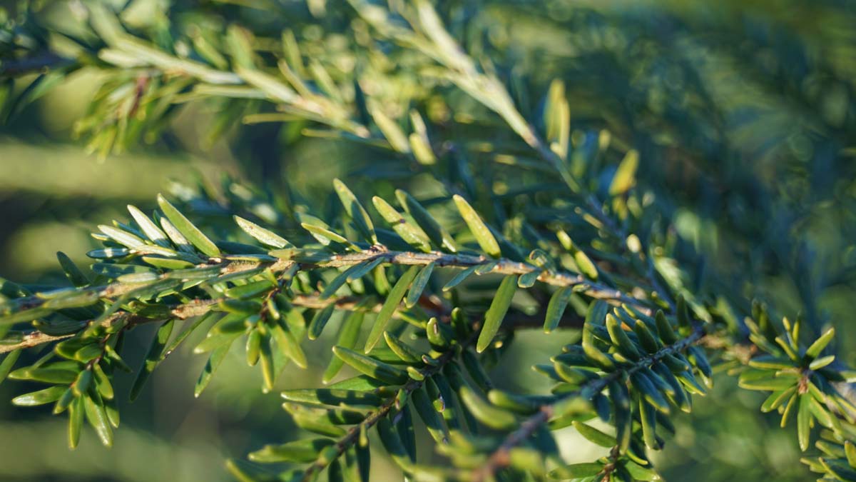 Tsuga canadensis haagplant twijg