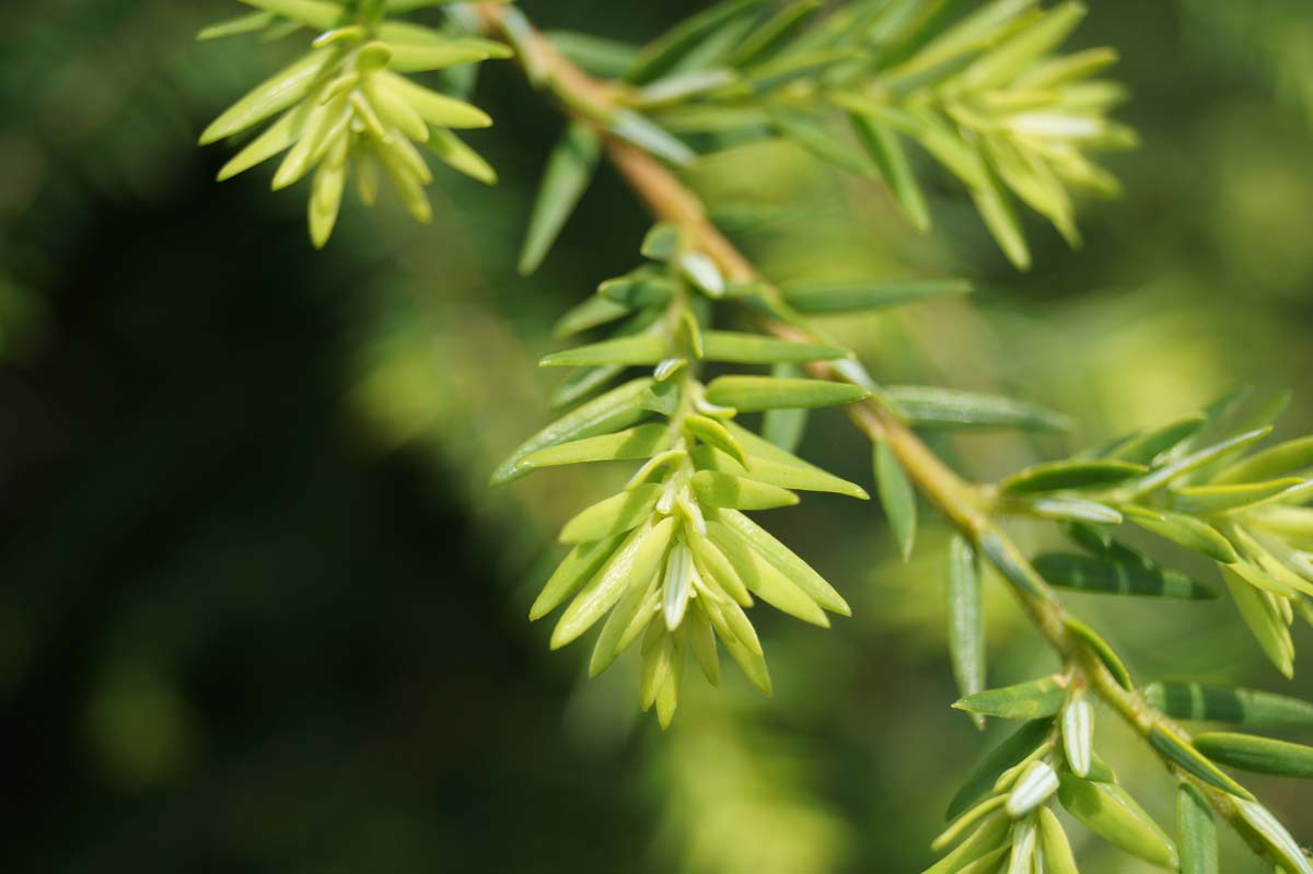 Tsuga canadensis op stam naald