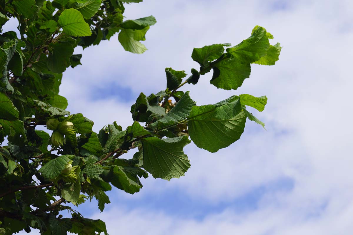 Corylus 'Kentish Cob' op stam