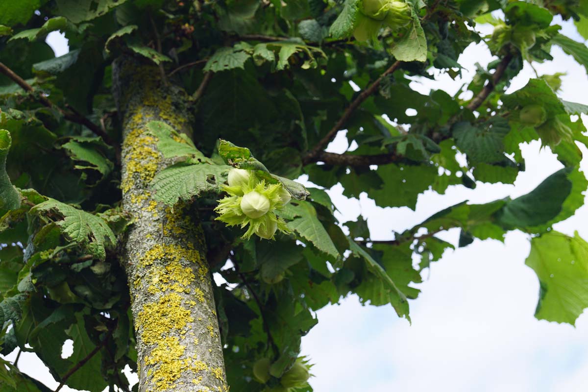 Corylus 'Kentish Cob' op stam