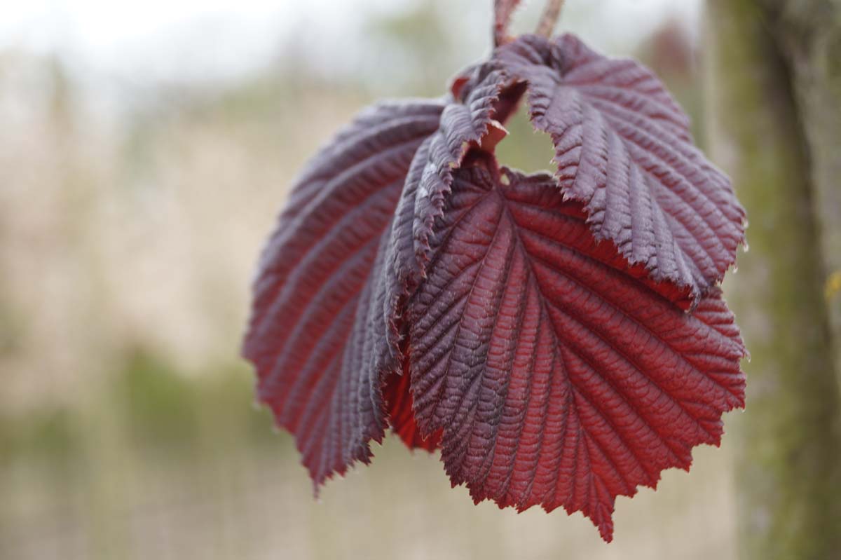 Corylus 'Rode Zellernoot' solitair