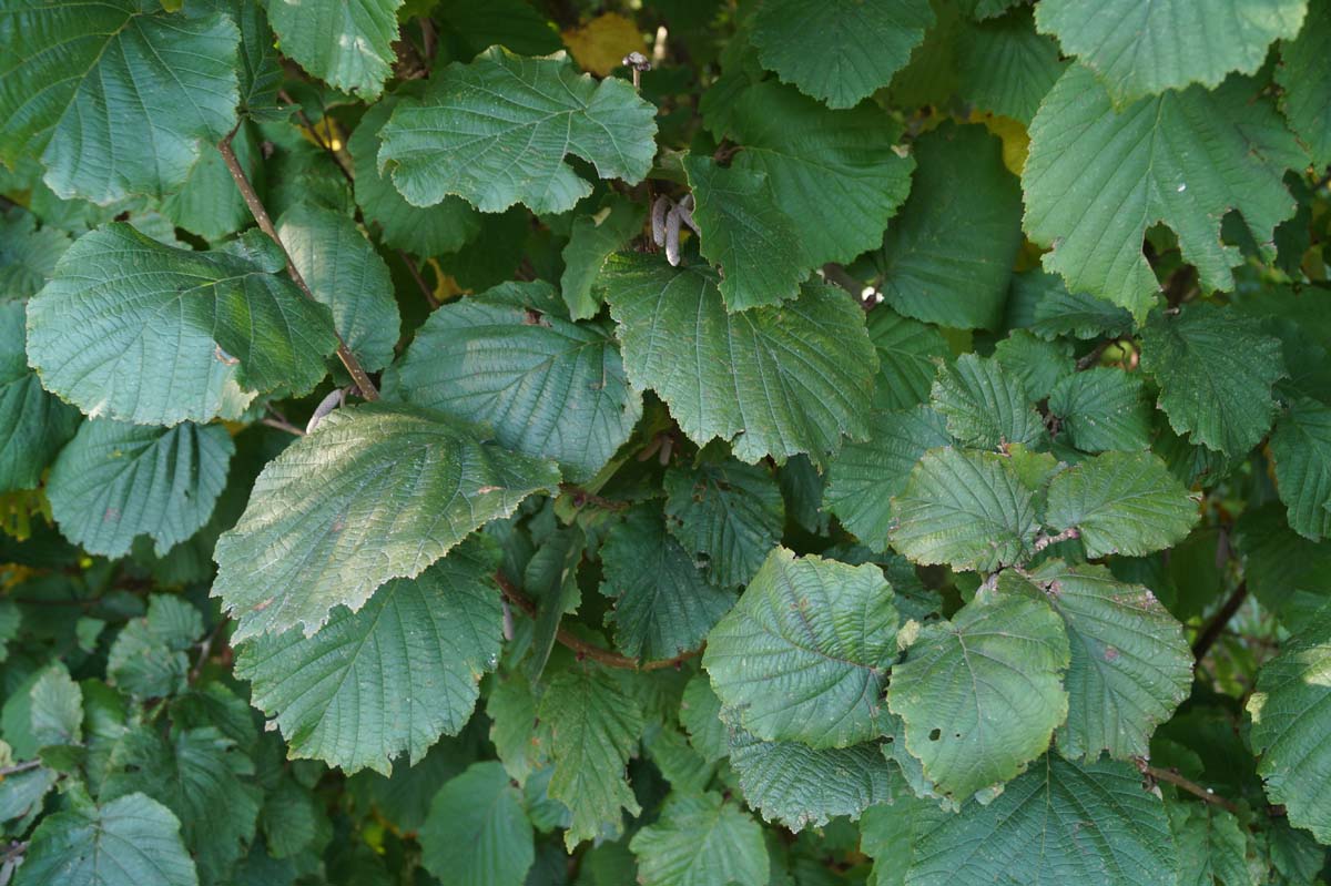 Corylus 'Rode Zellernoot' op stam