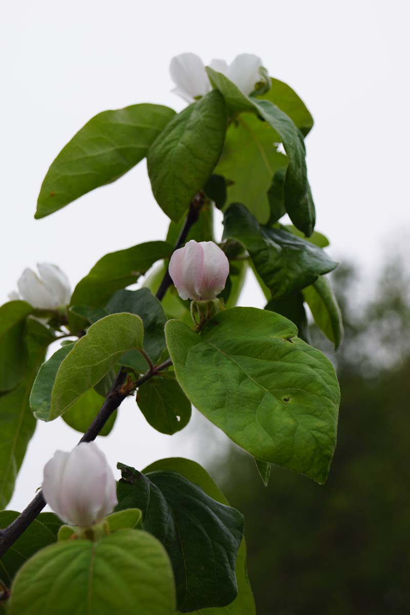 Cydonia oblonga 'Rea's Mammoth' op stam bloem