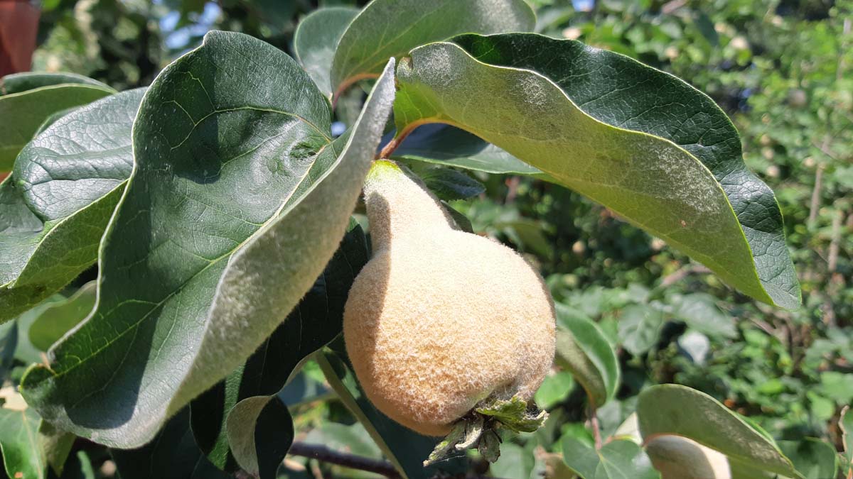 Cydonia oblonga 'Vranja' op stam