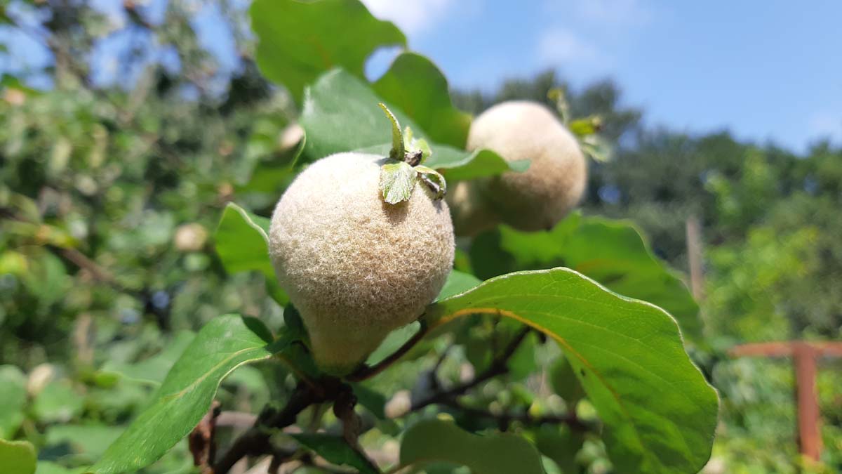 Cydonia oblonga 'Champion' op stam