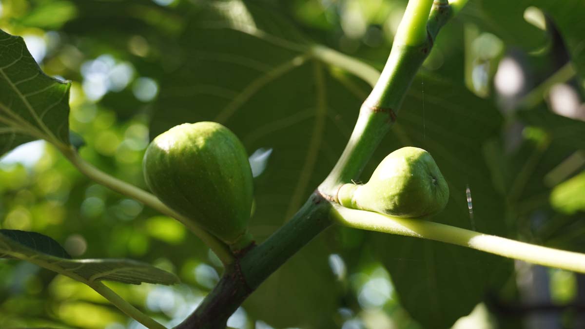 Ficus carica 'Brown Turkey' op stam zaaddoos