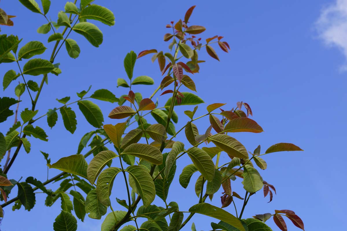 Juglans regia 'Buccaneer' meerstammig / struik twijg