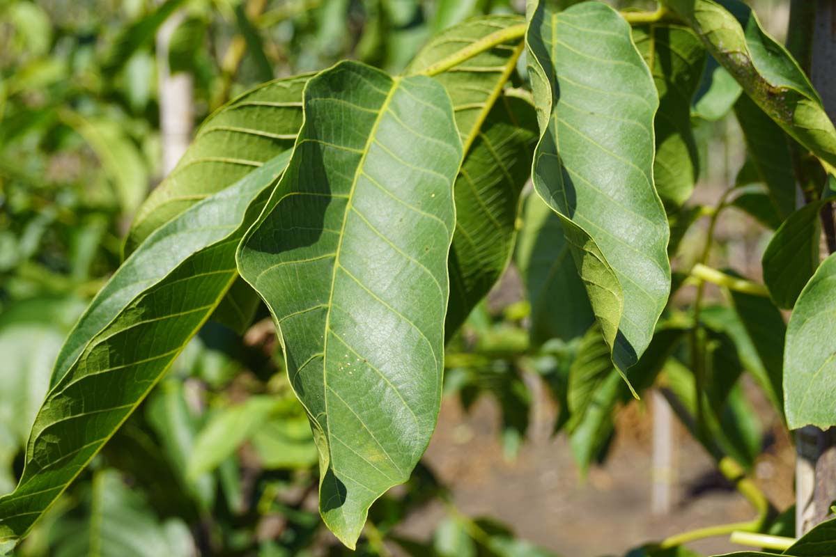 Juglans regia 'Nr 16' op stam