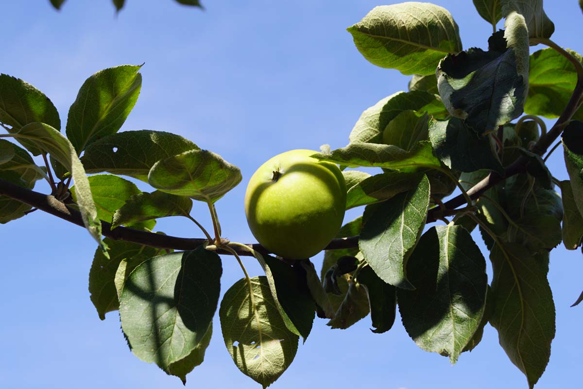 Malus domestica 'Belle-Fleur Larche Mouche' op stam