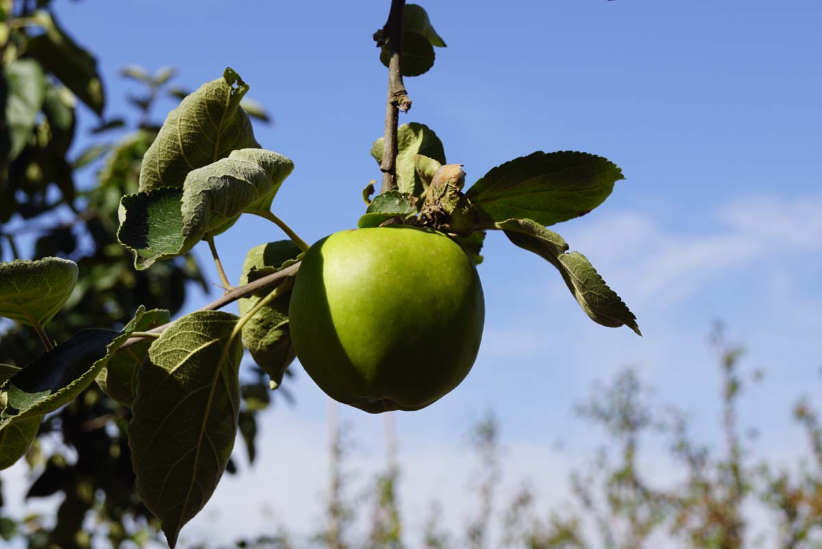 Malus domestica 'Belle-Fleur Larche Mouche' leiboom