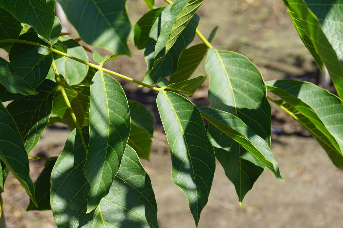 Juglans regia 'Rita' op stam