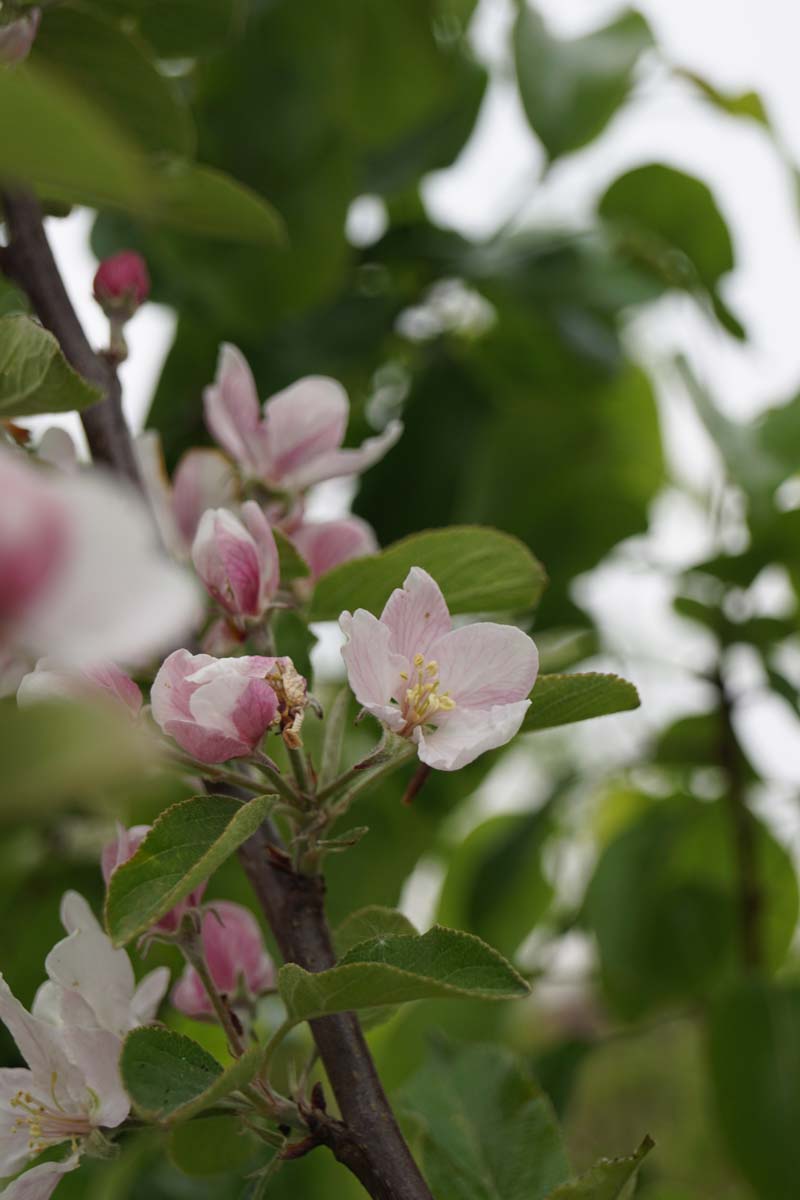 Malus domestica 'Elstar' Tuinplanten bloem