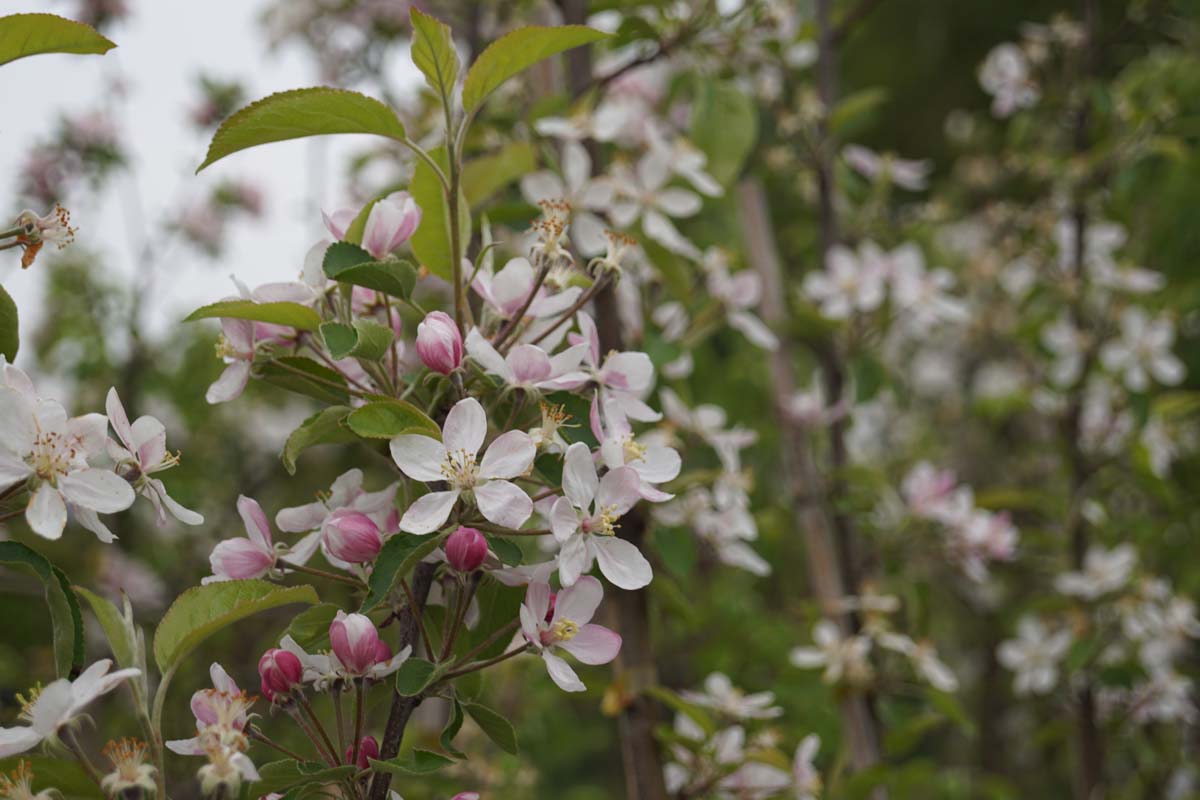 Malus domestica 'Elstar' Tuinplanten bloesem