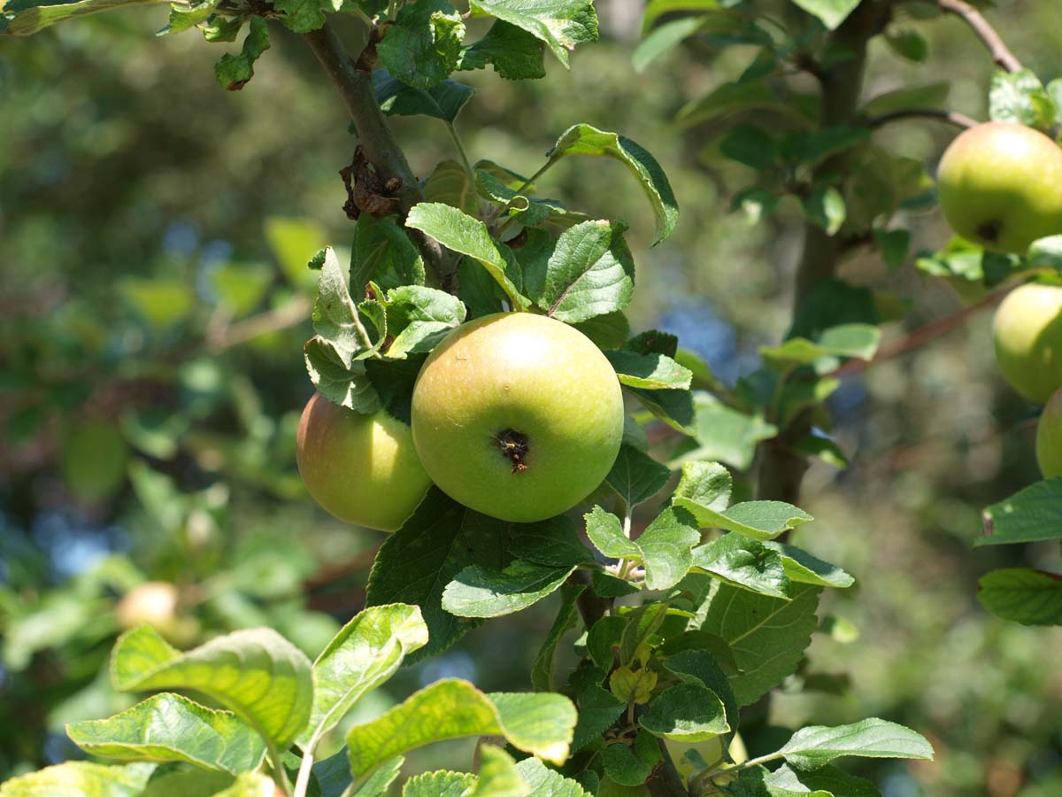 Malus domestica 'Alkmene' Tuinplanten appel