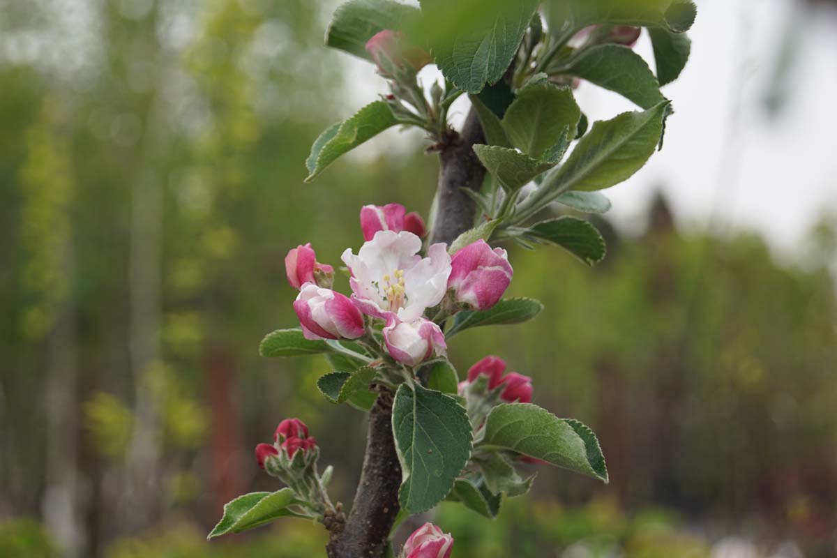 Malus domestica 'Bramley's Seedling' solitair