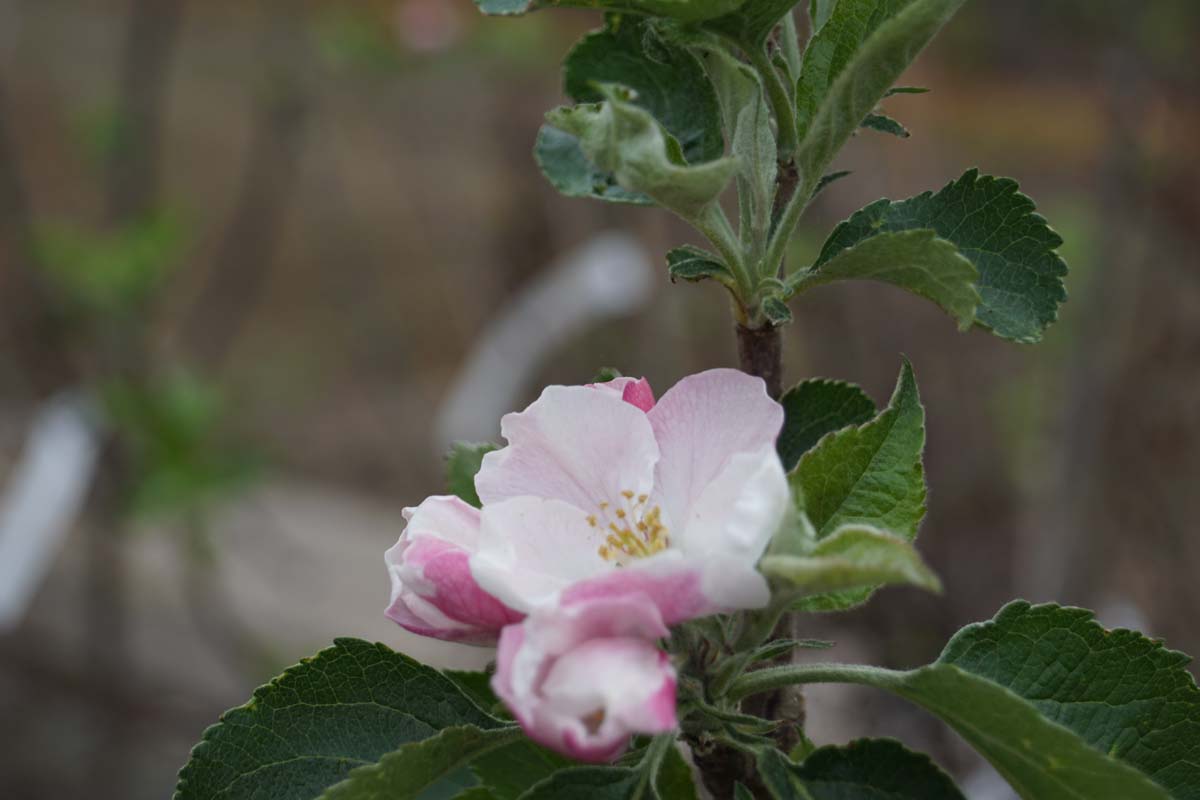 Malus domestica 'Bramley's Seedling' solitair