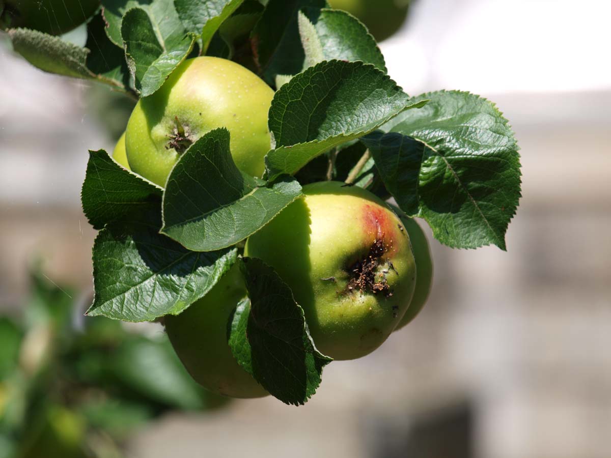 Malus domestica 'Bramley's Seedling' solitair