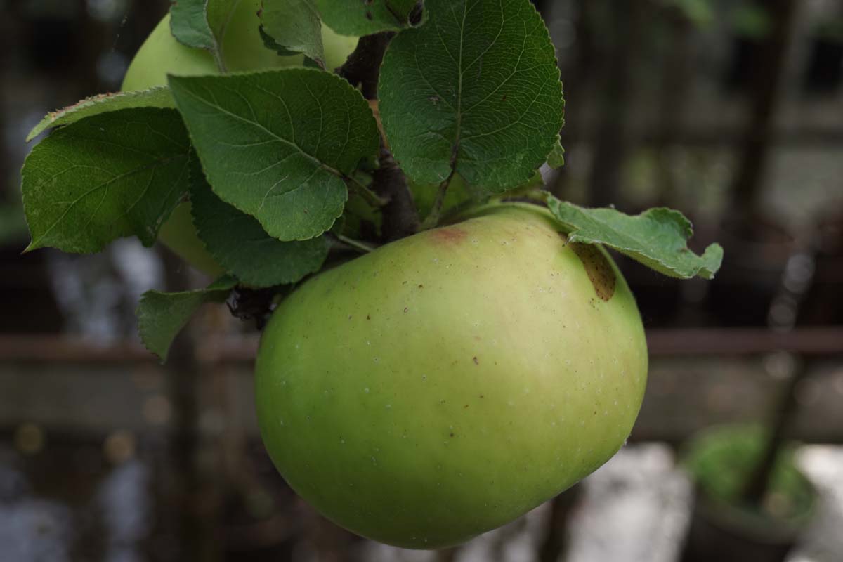 Malus domestica 'Bramley's Seedling' solitair