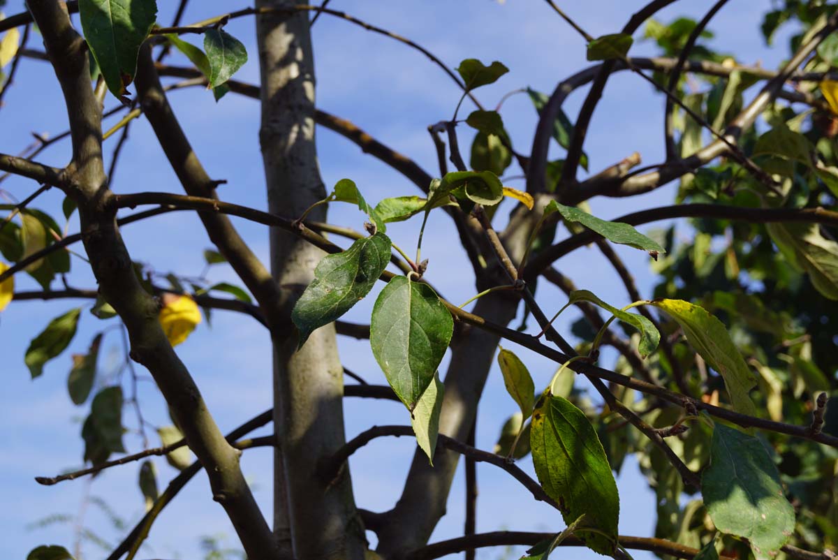 Malus domestica 'Greensleeves' op stam