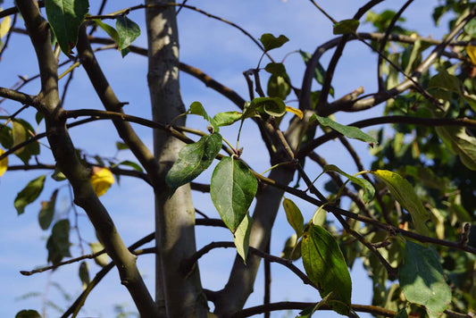 Malus domestica 'Greensleeves' op stam