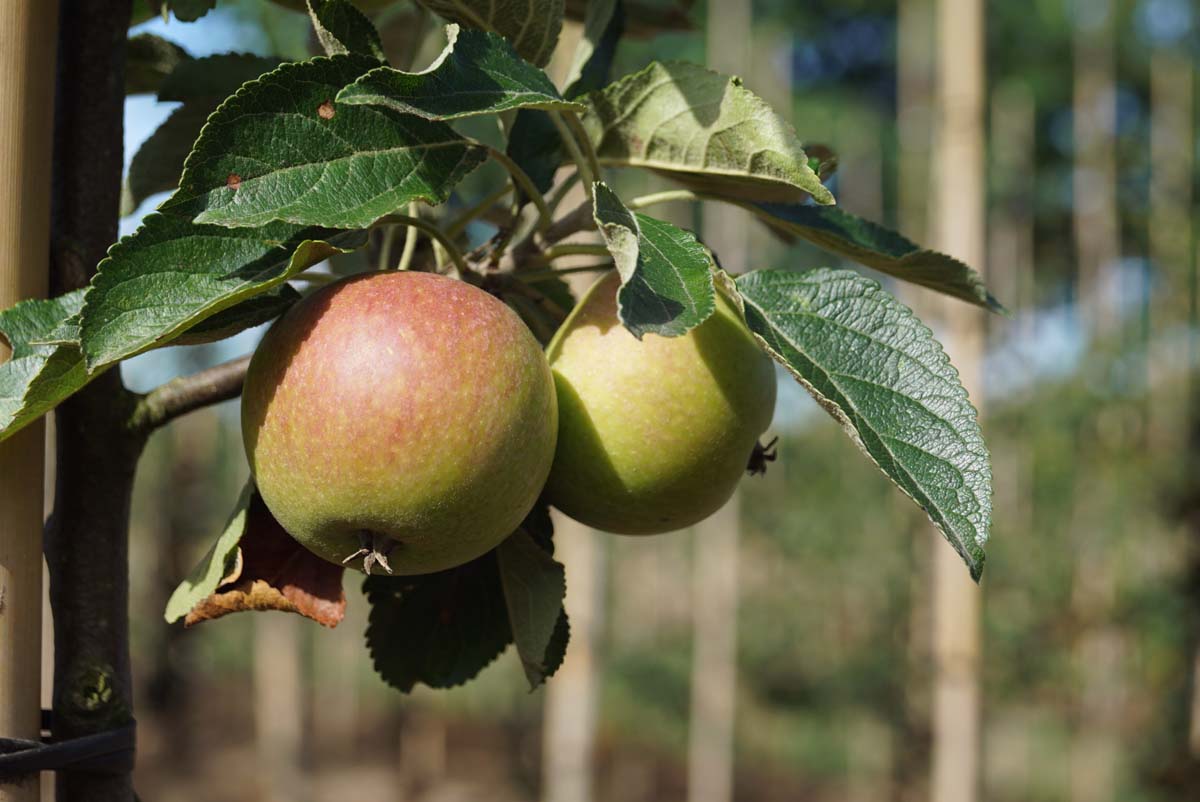 Malus domestica 'Cox's Orange Pippin' solitair