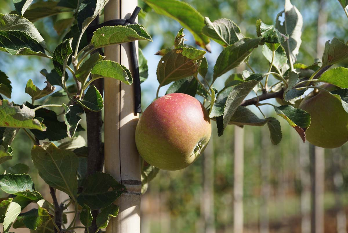 Malus domestica 'Cox's Orange Pippin' leiboom