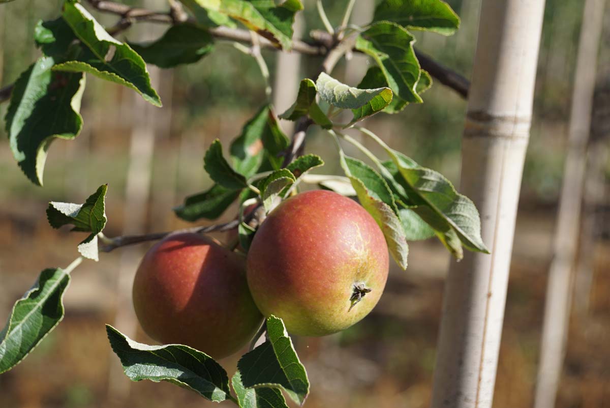 Malus domestica 'Cox's Orange Pippin' leiboom