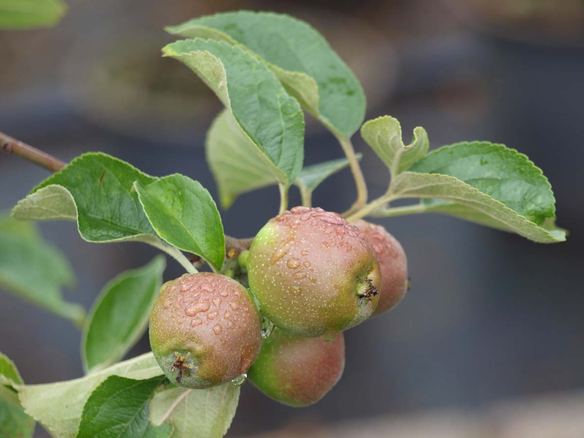 Malus domestica 'Cox's Orange Pippin' op stam