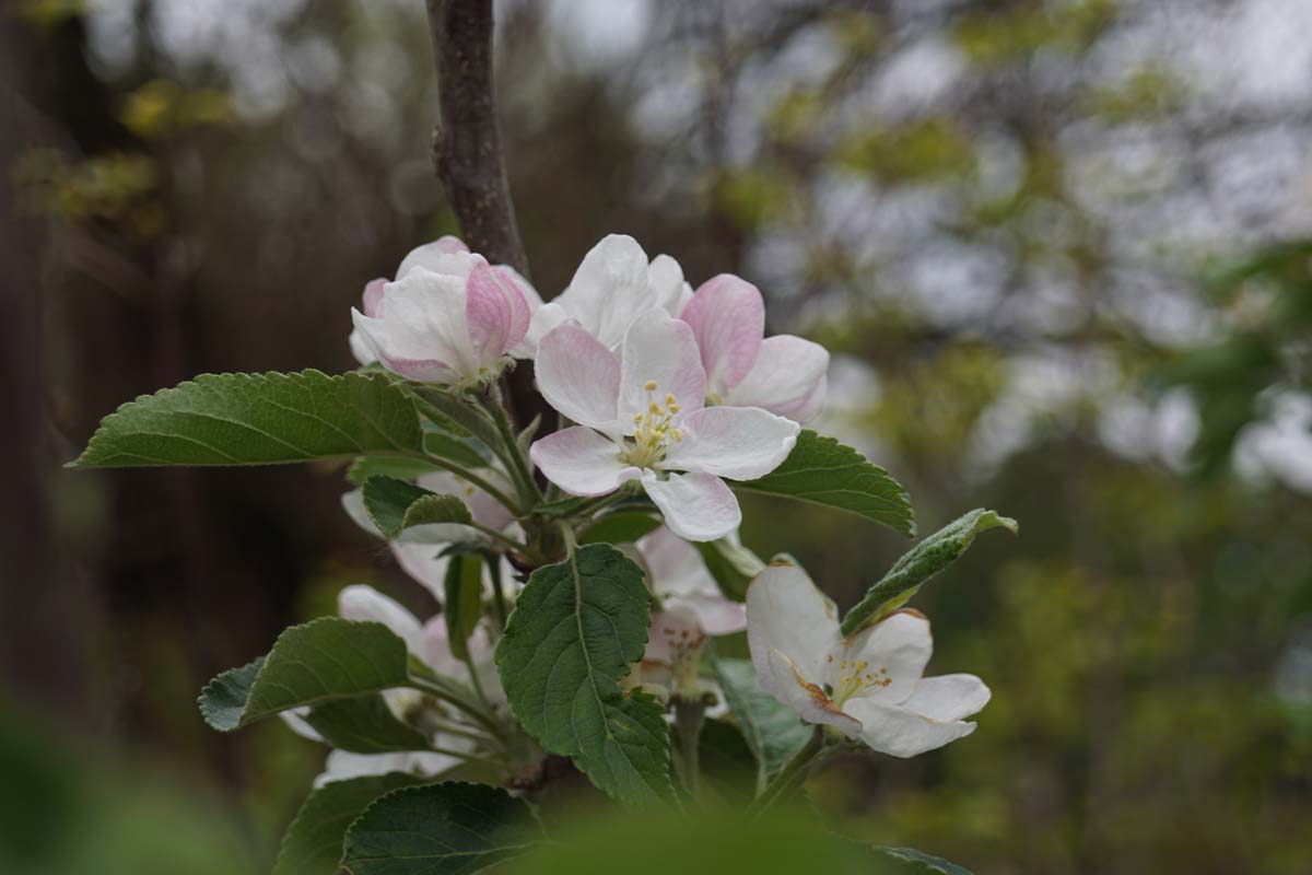 Malus domestica 'Idared' leiboom
