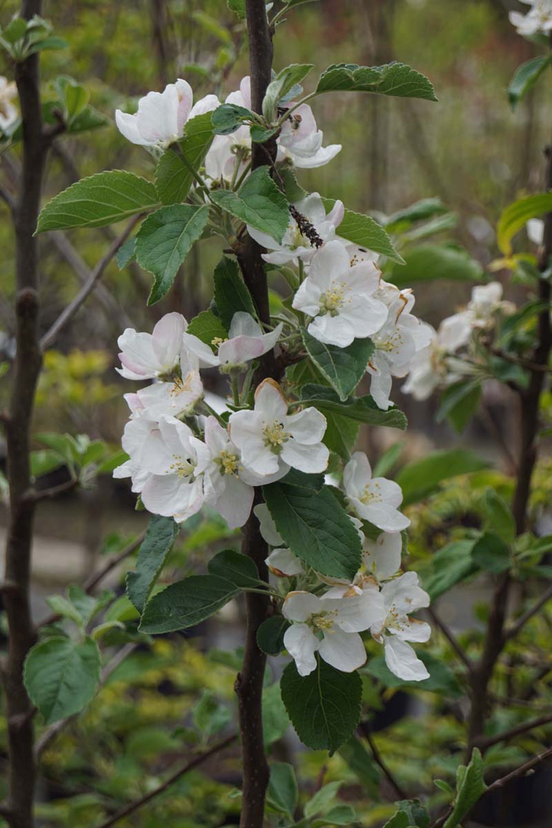 Malus domestica 'Idared' leiboom