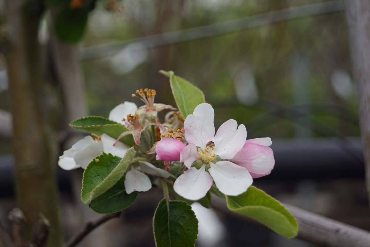 Malus domestica 'James Grieve' leiboom