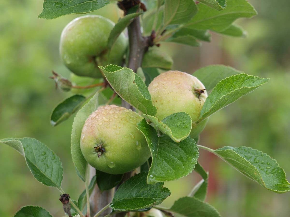 Malus domestica 'James Grieve' op stam